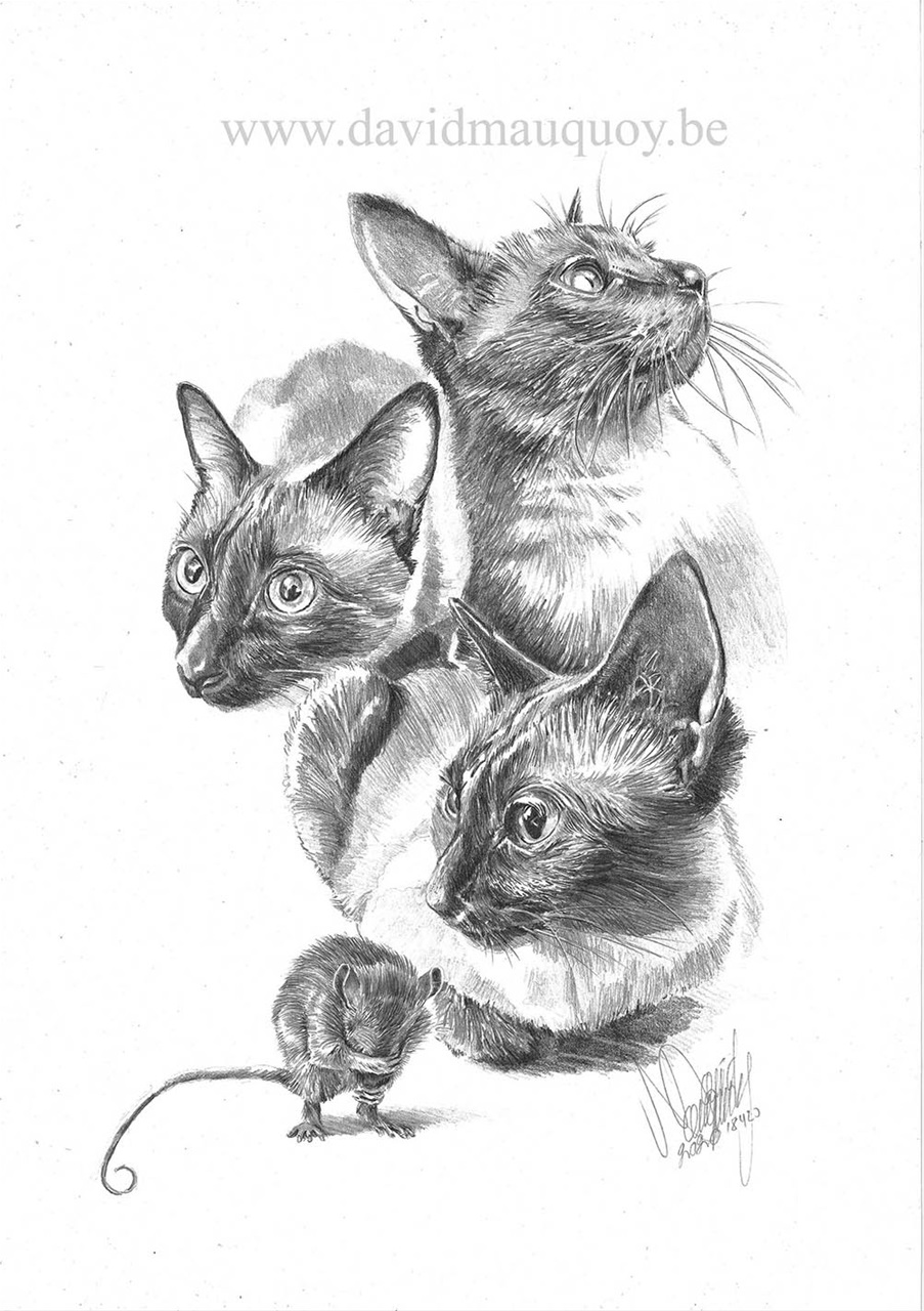 Portrait de chat Siamois, crayon sur papier  42x30  cm